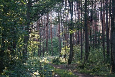 Kampinos National Park