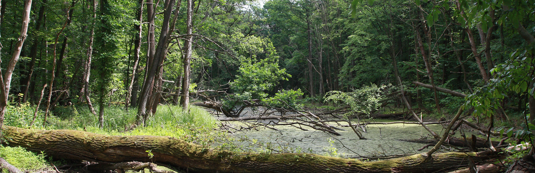 Kampinos National Park